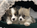 welsh-corgi-puppies-girl-and-boy-for-sale-in-new-york-ny-small-0