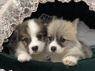 Welsh Corgi Puppies, Girl and Boy for Sale in New York, NY