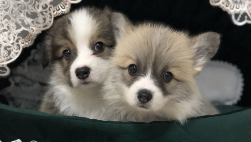 welsh-corgi-puppies-girl-and-boy-for-sale-in-new-york-ny-big-2