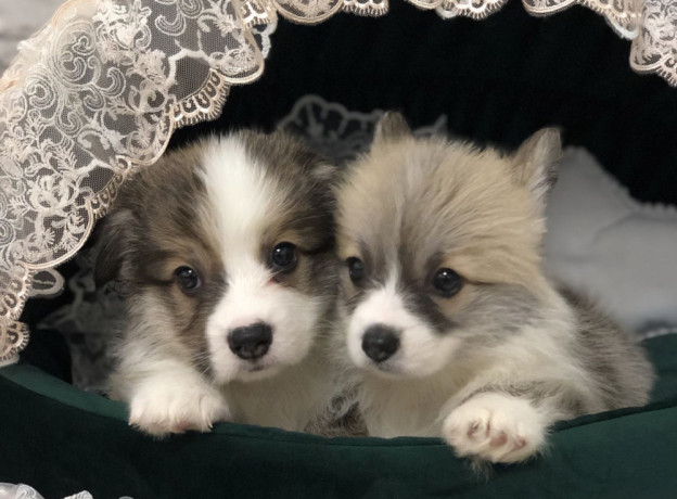 welsh-corgi-puppies-girl-and-boy-for-sale-in-new-york-ny-big-0