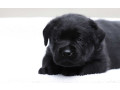 labrador-retriever-girl-puppy-for-sale-in-austin-tx-small-2