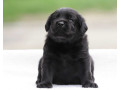 labrador-retriever-girl-puppy-for-sale-in-austin-tx-small-1