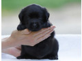 labrador-retriever-girl-puppy-for-sale-in-austin-tx-small-3