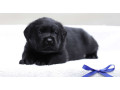 labrador-retriever-girl-puppy-for-sale-in-austin-tx-small-0