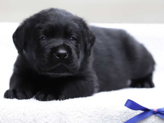 Labrador Retriever Girl Puppy for Sale in Austin, TX