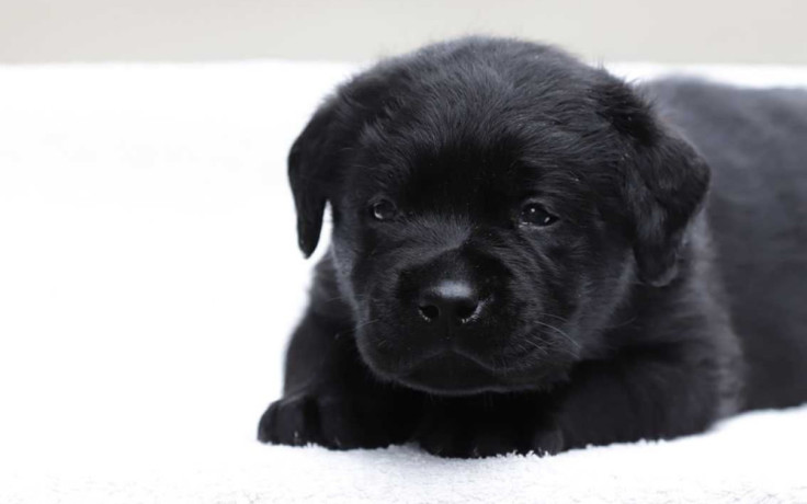 labrador-retriever-girl-puppy-for-sale-in-austin-tx-big-2