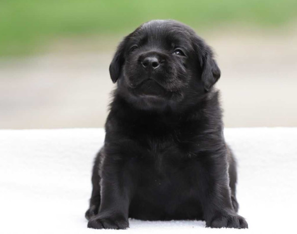 labrador-retriever-girl-puppy-for-sale-in-austin-tx-big-1