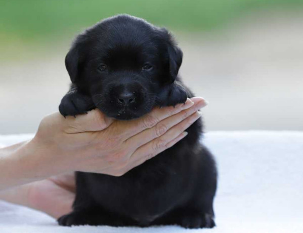 labrador-retriever-girl-puppy-for-sale-in-austin-tx-big-3