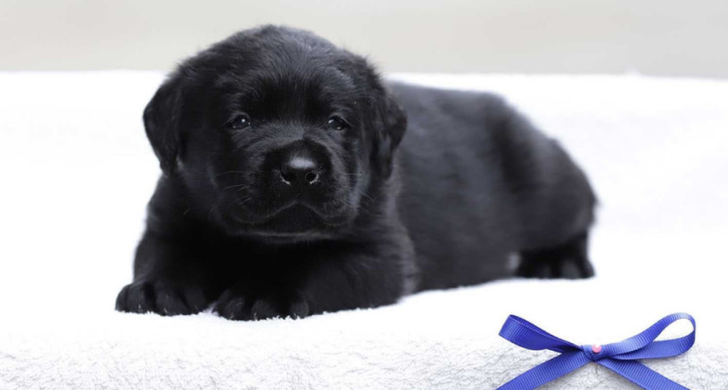 labrador-retriever-girl-puppy-for-sale-in-austin-tx-big-0