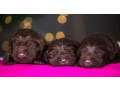 labrador-puppies-2-boys-1-girl-for-sale-in-minneapolis-mn-small-0