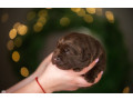 labrador-puppies-2-boys-1-girl-for-sale-in-minneapolis-mn-small-3