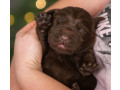 labrador-puppies-2-boys-1-girl-for-sale-in-minneapolis-mn-small-4