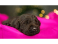 labrador-puppies-2-boys-1-girl-for-sale-in-minneapolis-mn-small-5