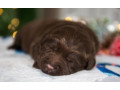 labrador-puppies-2-boys-1-girl-for-sale-in-minneapolis-mn-small-1