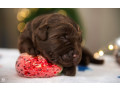 labrador-puppies-2-boys-1-girl-for-sale-in-minneapolis-mn-small-2