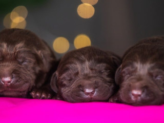 Labrador Puppies, 2 Boys, 1 Girl for Sale in Minneapolis, MN