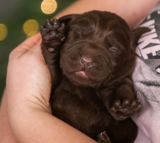 labrador-puppies-2-boys-1-girl-for-sale-in-minneapolis-mn-big-4