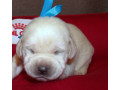 labrador-puppies-for-reservation-in-dallas-tx-small-2