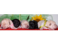 labrador-puppies-for-reservation-in-dallas-tx-small-0