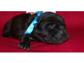 labrador-puppies-for-reservation-in-dallas-tx-small-1