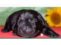 labrador-puppies-for-reservation-in-dallas-tx-small-4