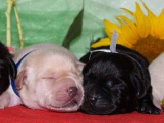 Labrador Puppies for Reservation in Dallas, TX