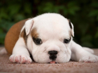 English Bulldog Puppy for Sale in Washington, DC