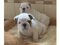 2-english-bulldog-girls-for-sale-in-miami-fl-small-0