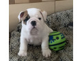 2-english-bulldog-girls-for-sale-in-miami-fl-small-3