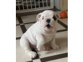 2-english-bulldog-girls-for-sale-in-miami-fl-small-2