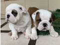 2-english-bulldog-girls-for-sale-in-miami-fl-small-1