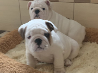 2 English Bulldog Girls for Sale in Miami, FL