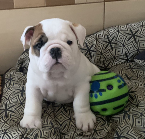 2-english-bulldog-girls-for-sale-in-miami-fl-big-3