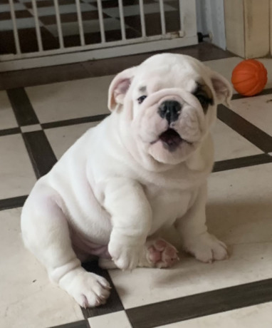 2-english-bulldog-girls-for-sale-in-miami-fl-big-2