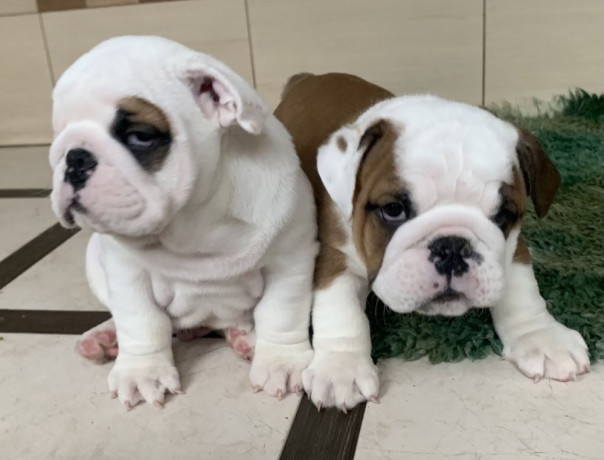 2-english-bulldog-girls-for-sale-in-miami-fl-big-1