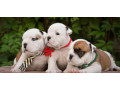 english-bulldog-puppies-2-boys-and-2-girls-for-sale-in-denver-co-small-1