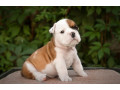 english-bulldog-puppies-2-boys-and-2-girls-for-sale-in-denver-co-small-5