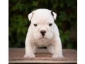 english-bulldog-puppies-2-boys-and-2-girls-for-sale-in-denver-co-small-3