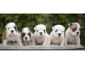 english-bulldog-puppies-2-boys-and-2-girls-for-sale-in-denver-co-small-6