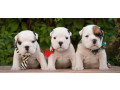 english-bulldog-puppies-2-boys-and-2-girls-for-sale-in-denver-co-small-0