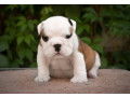 english-bulldog-puppies-2-boys-and-2-girls-for-sale-in-denver-co-small-4