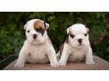 english-bulldog-puppies-2-boys-and-2-girls-for-sale-in-denver-co-small-2