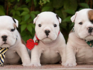 English Bulldog Puppies, 2 Boys and 2 Girls for Sale in Denver, CO