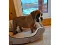 boxer-puppy-for-sale-in-bronx-ny-small-2