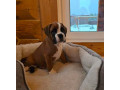 boxer-puppy-for-sale-in-bronx-ny-small-1