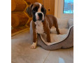 boxer-puppy-for-sale-in-bronx-ny-small-0