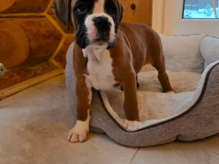 Boxer Puppy for Sale in Bronx, NY