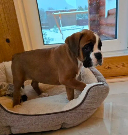 boxer-puppy-for-sale-in-bronx-ny-big-2