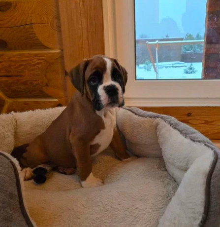 boxer-puppy-for-sale-in-bronx-ny-big-1