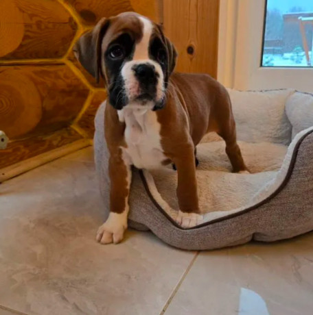 boxer-puppy-for-sale-in-bronx-ny-big-0